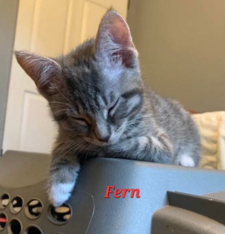 adoptable Cat in Delran, NJ named Fern