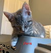 adoptable Cat in delran, NJ named Fern