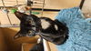adoptable Cat in Delran, NJ named Andrew