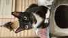 adoptable Cat in Delran, NJ named Sky