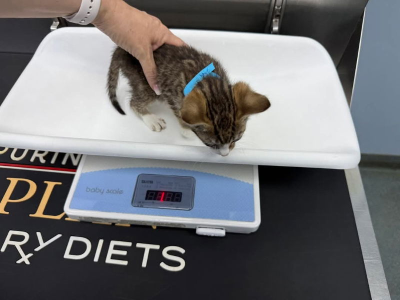 adoptable Cat in Delran, NJ named Snap