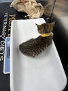 adoptable Cat in Delran, NJ named Pop