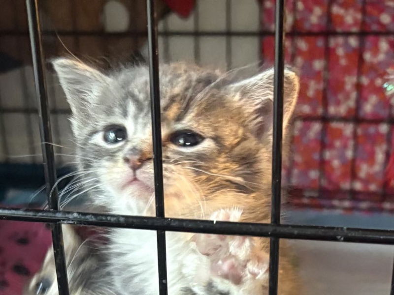 adoptable Cat in Delran, NJ named Snowglobe