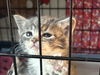 adoptable Cat in Delran, NJ named Snowglobe
