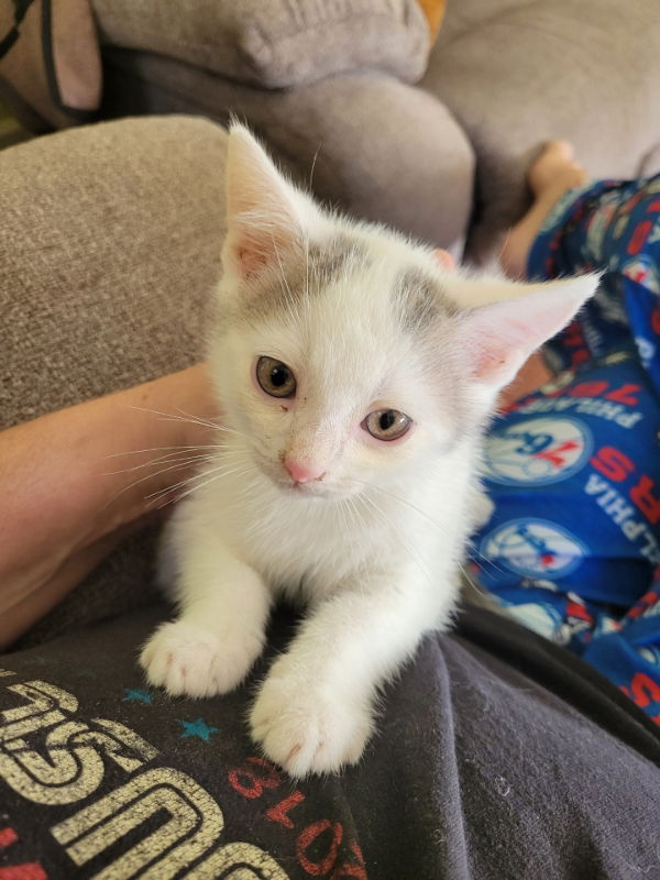 adoptable Cat in Delran, NJ named Peanut