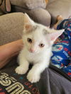 adoptable Cat in delran, NJ named Peanut