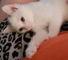 adoptable Cat in delran, NJ named Hazelnut