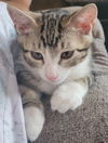 adoptable Cat in delran, NJ named Macadamia