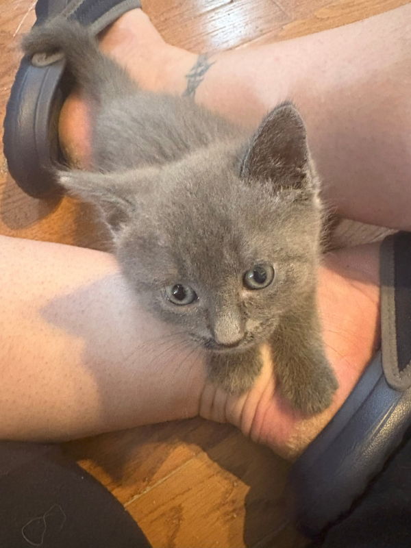 adoptable Cat in Delran, NJ named Scar