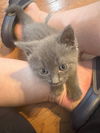 adoptable Cat in delran, NJ named Scar
