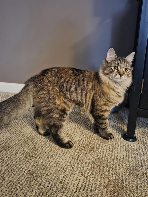 ALEX - Domestic Medium Hair available for adoption