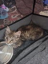 Stella - Photo 4