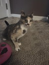 Stella - Photo 1