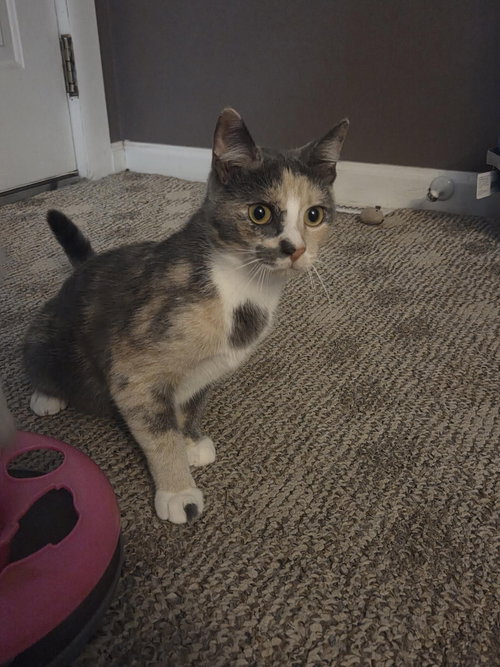 STELLA - Dilute Calico available for adoption