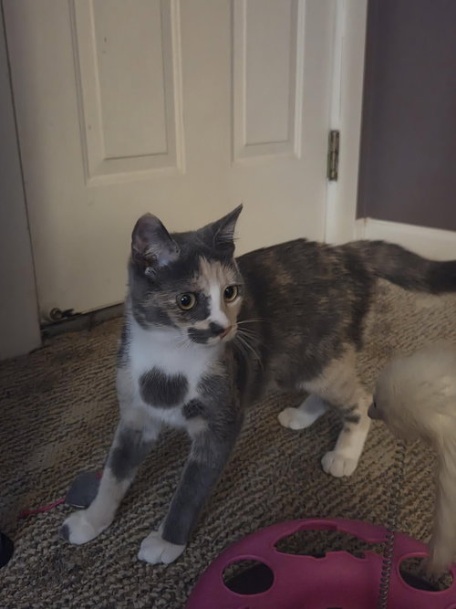 STELLA - Dilute Calico available for adoption