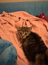 adoptable Cat in delran, NJ named Iyo Sky