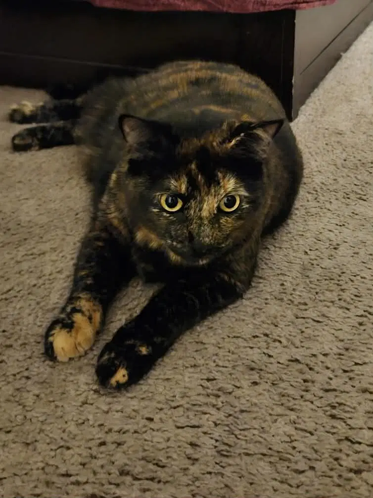 Reese - Domestic Short Hair