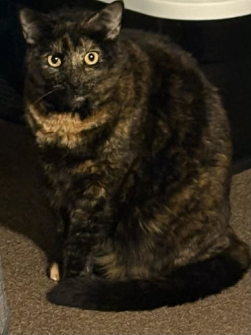 REESE - Domestic Short Hair available for adoption