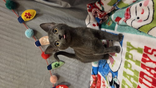 WINDEE - Domestic Short Hair available for adoption