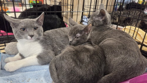 WINDEE - Domestic Short Hair available for adoption