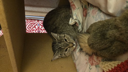 JEEP - Domestic Short Hair available for adoption