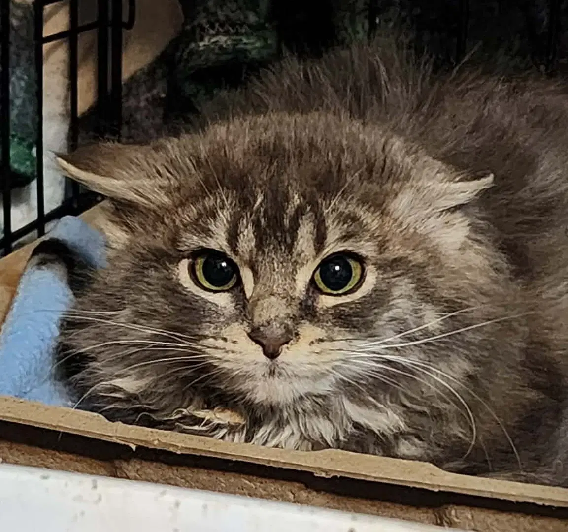 Spruce - Domestic Medium Hair