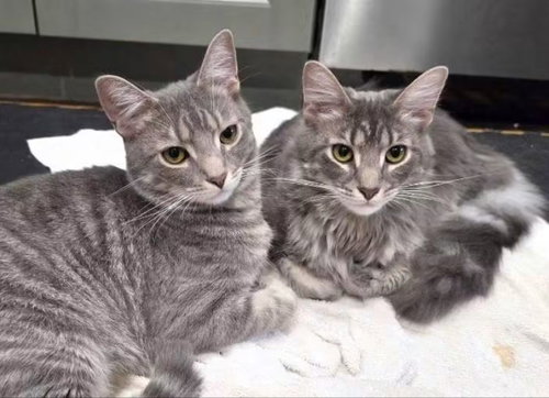 Spruce, a cat for adoption from The Cat's Meow Rescue