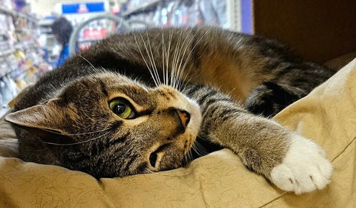 Major, Domestic Short Hair (short coat), cat for adoption in Delran, New Jersey