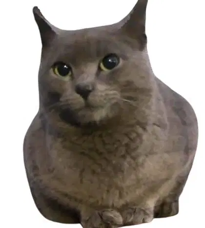 Raine - Domestic Short Hair