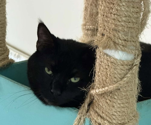 picture of the cat needing adoption