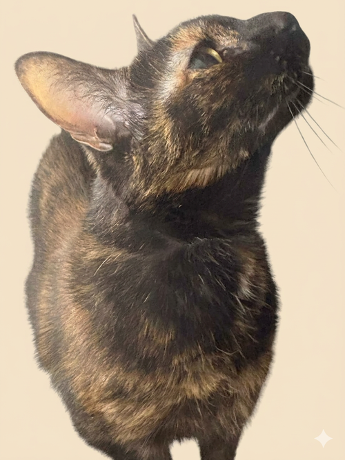 Luna, Domestic Short Hair, cat for adoption in Delran, New Jersey