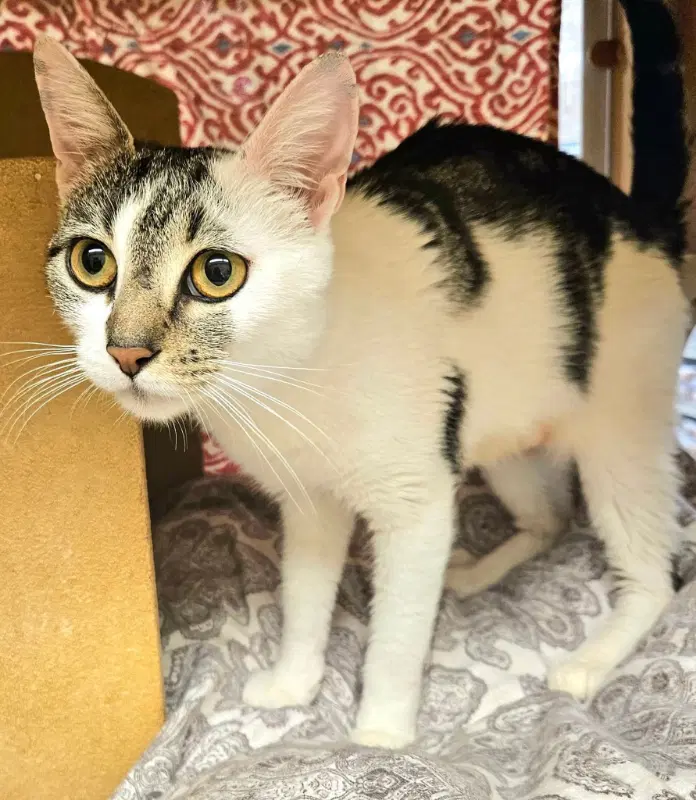 Violet - Domestic Short Hair