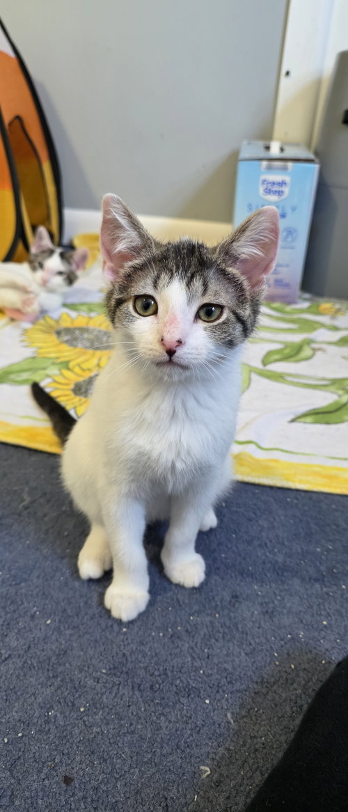 Anthony, an adoptable Domestic Short Hair in Delran, NJ