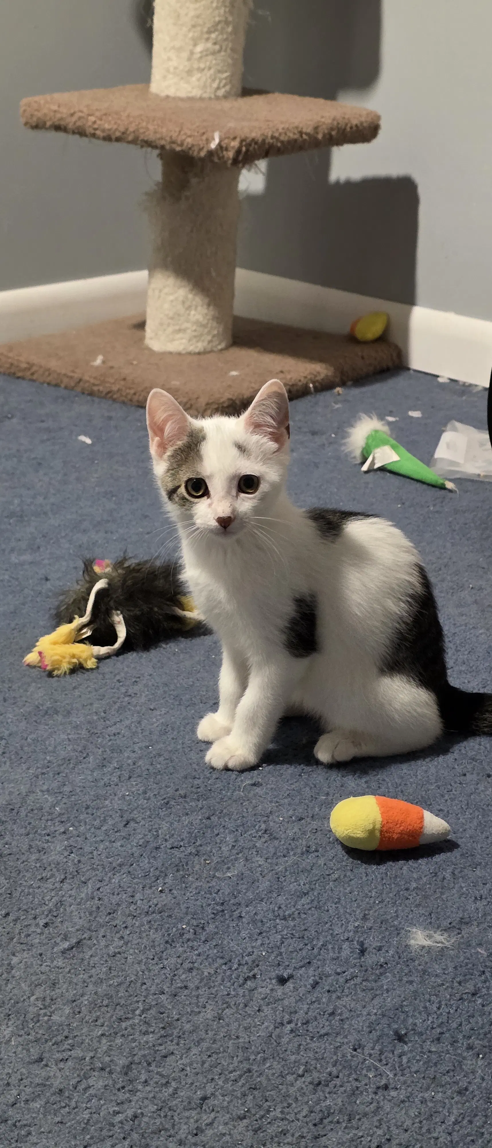 Benedict - Domestic Short Hair
