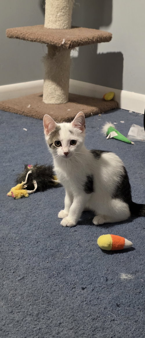 Benedict, an adoptable Domestic Short Hair in Delran, NJ