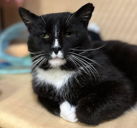 picture of the cat needing adoption