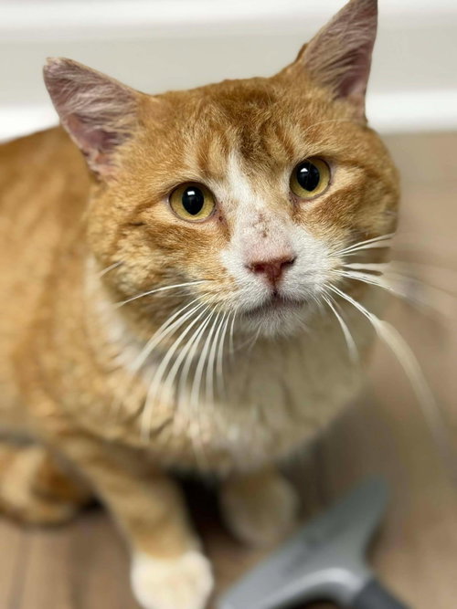 Turbo, Adult Domestic Short Hair (short coat), cat for adoption in Delran, New Jersey