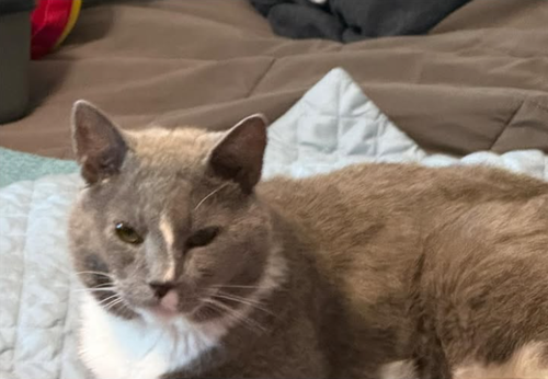 Zeus, Domestic Short Hair, cat for adoption in Delran, New Jersey