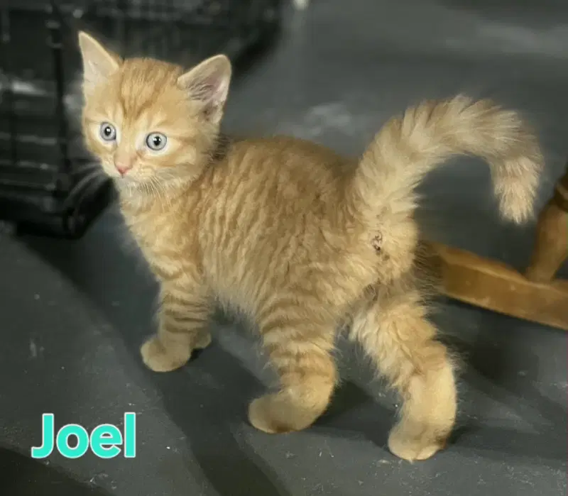 Joel - Domestic Short Hair