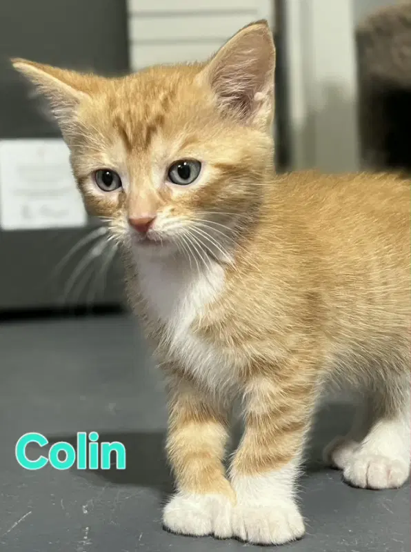 Collin - Domestic Short Hair