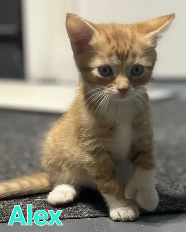 Alex - Domestic Short Hair