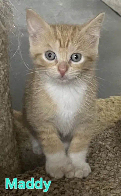 Maddy - Domestic Short Hair