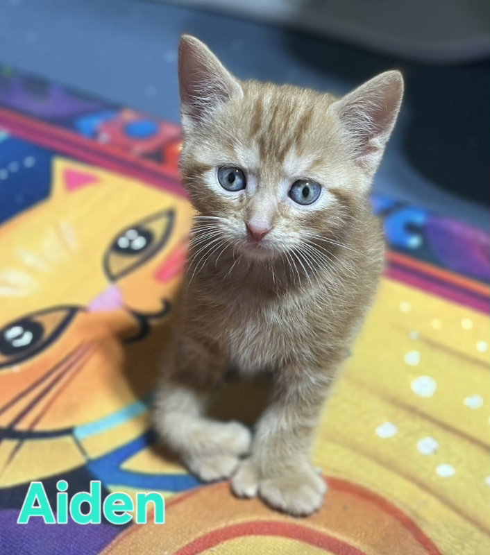 Aiden, cat