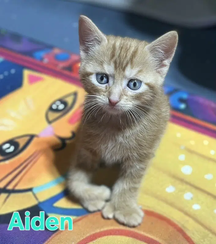 Aiden - Domestic Short Hair