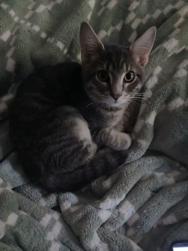 Dion - Domestic Short Hair