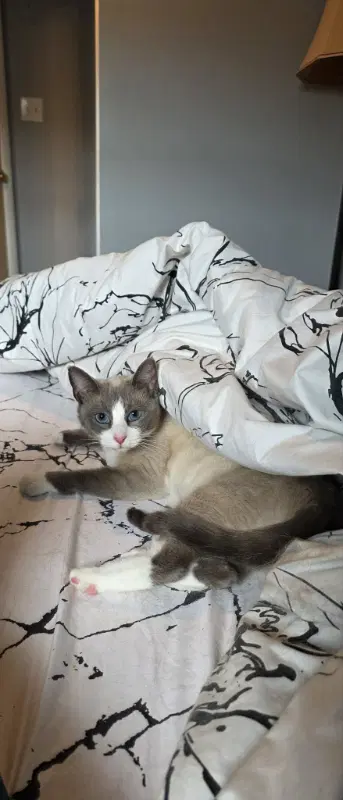 Posh - Snowshoe Siamese