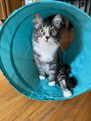 Percy - Photo 2