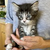 Percy - Photo 3