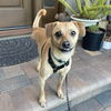 adoptable Dog in Sacramento, CA named Jackson the Tripod