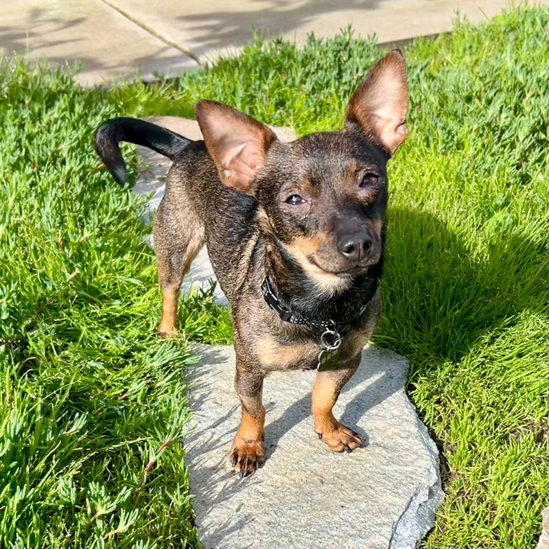 adoptable Dog in Santa Clara, CA named Milkshake